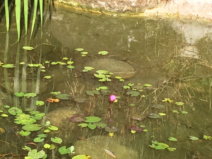 池塘生物